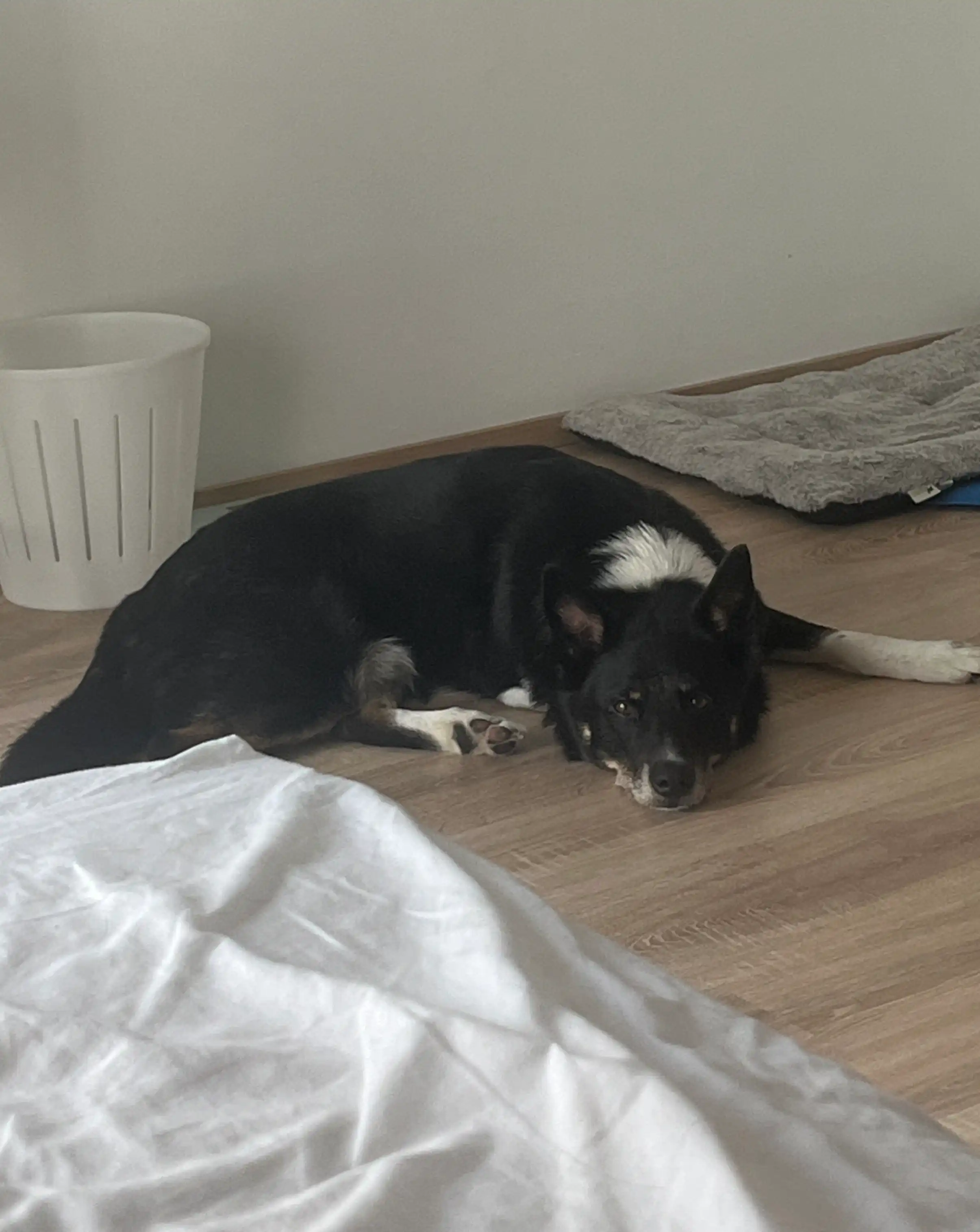 image-7