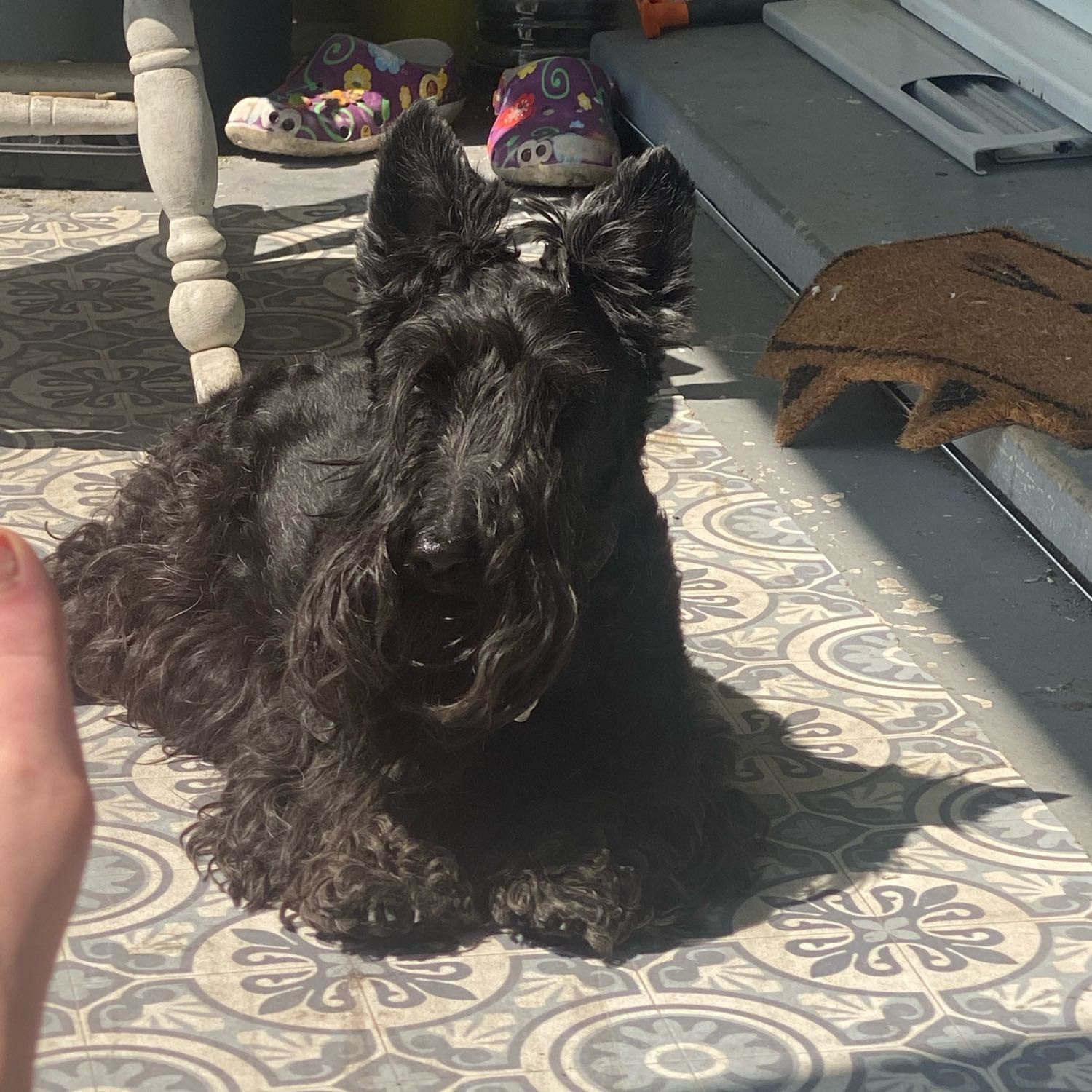 Portrait de miss margotte , la dog