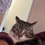 Portrait of Rhi, the cat
