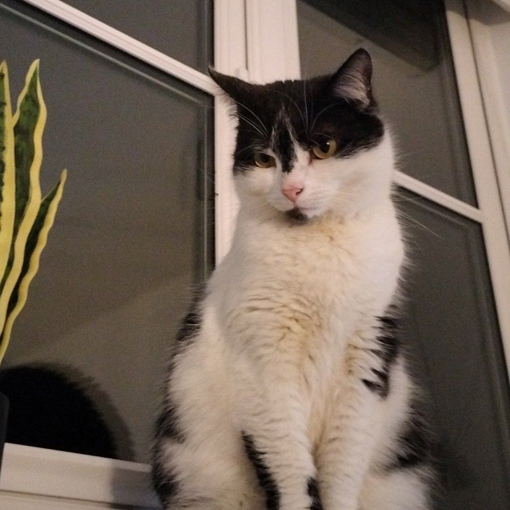 Portrait of Athena , the cat