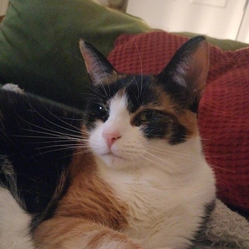 Portrait of Cleo, the cat