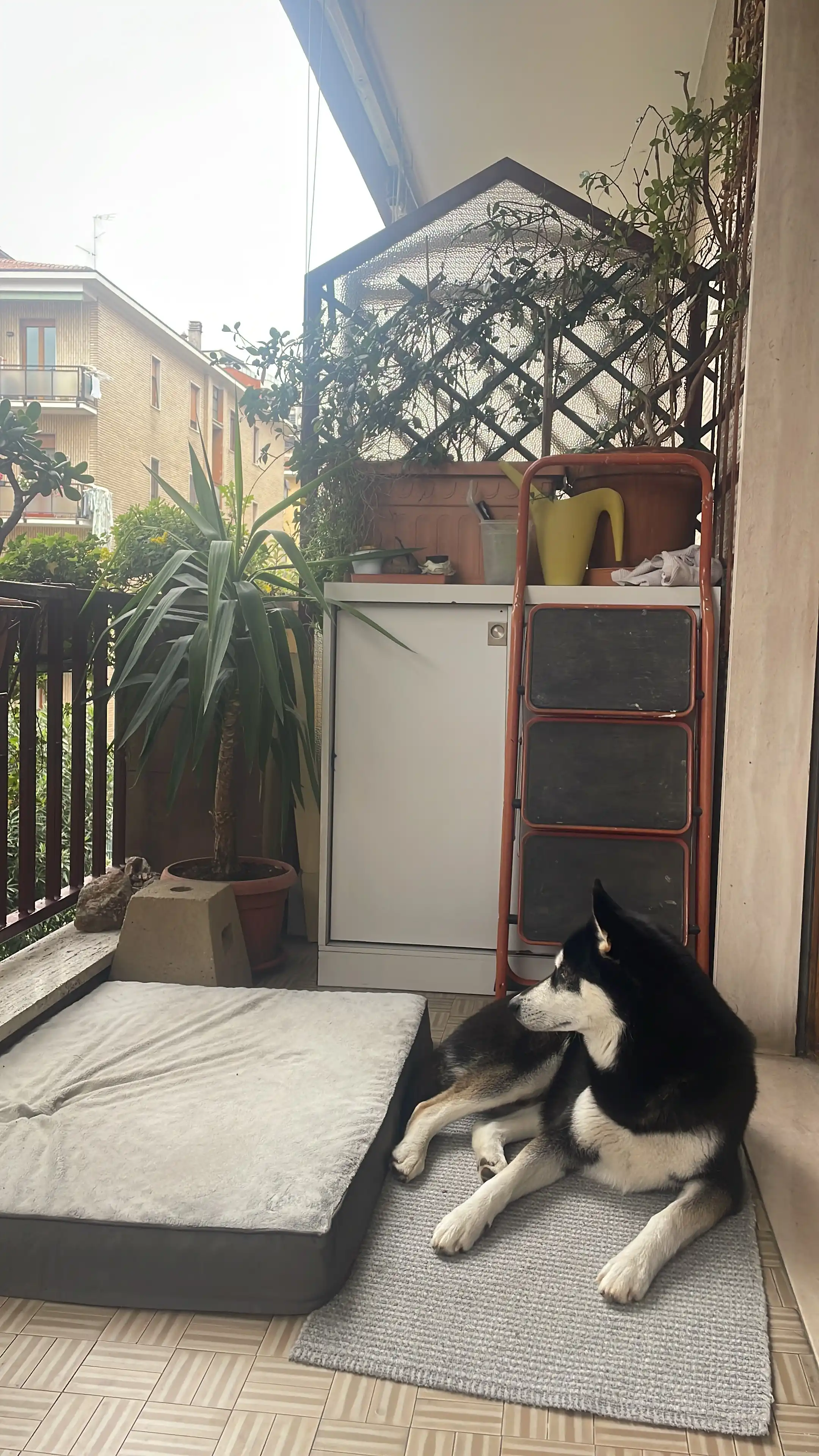 image-19