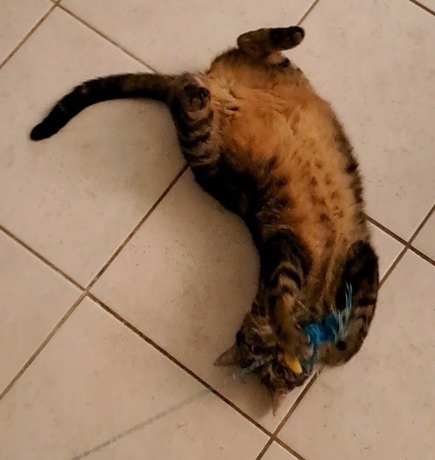 image-6