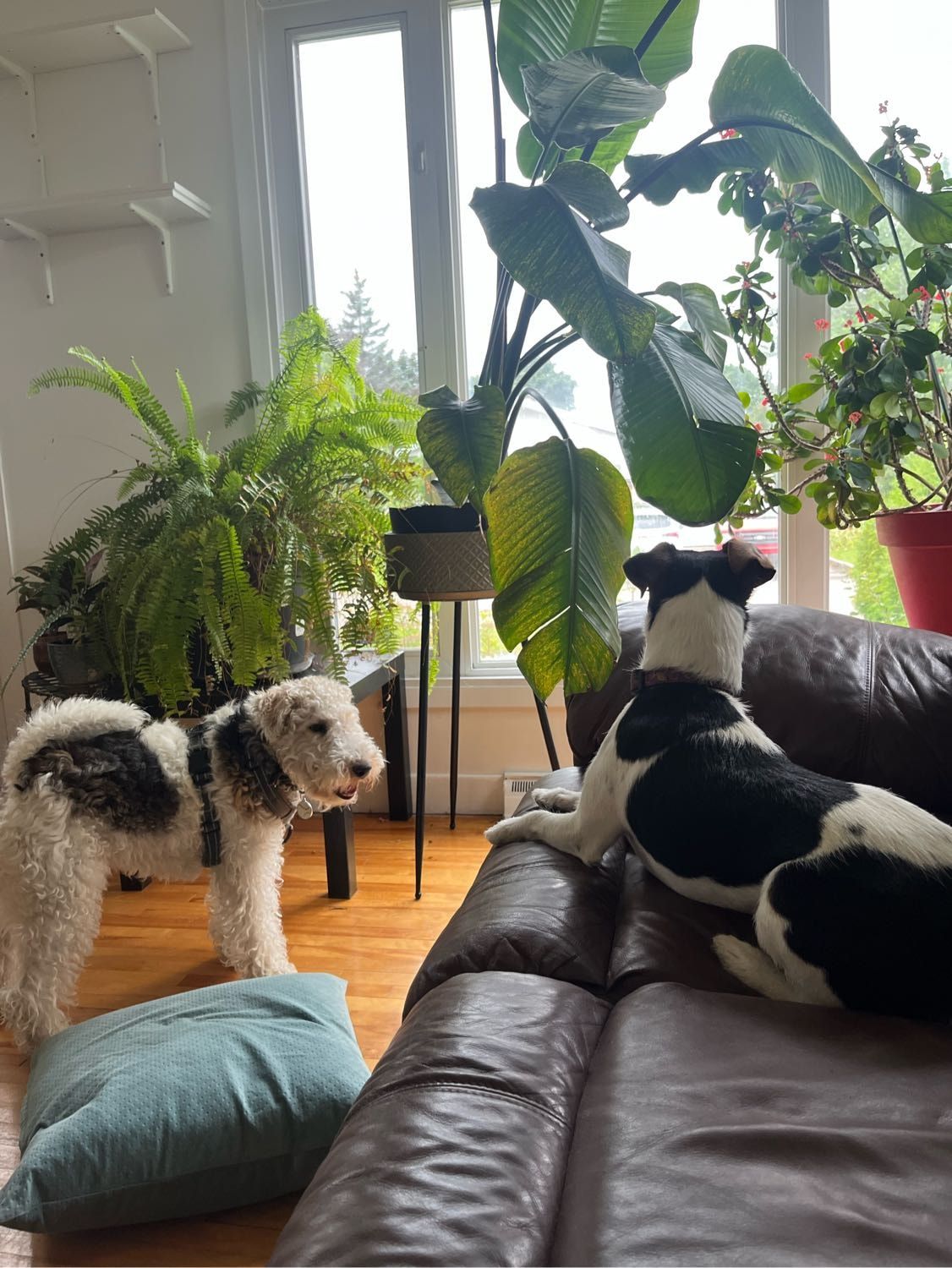 image-9