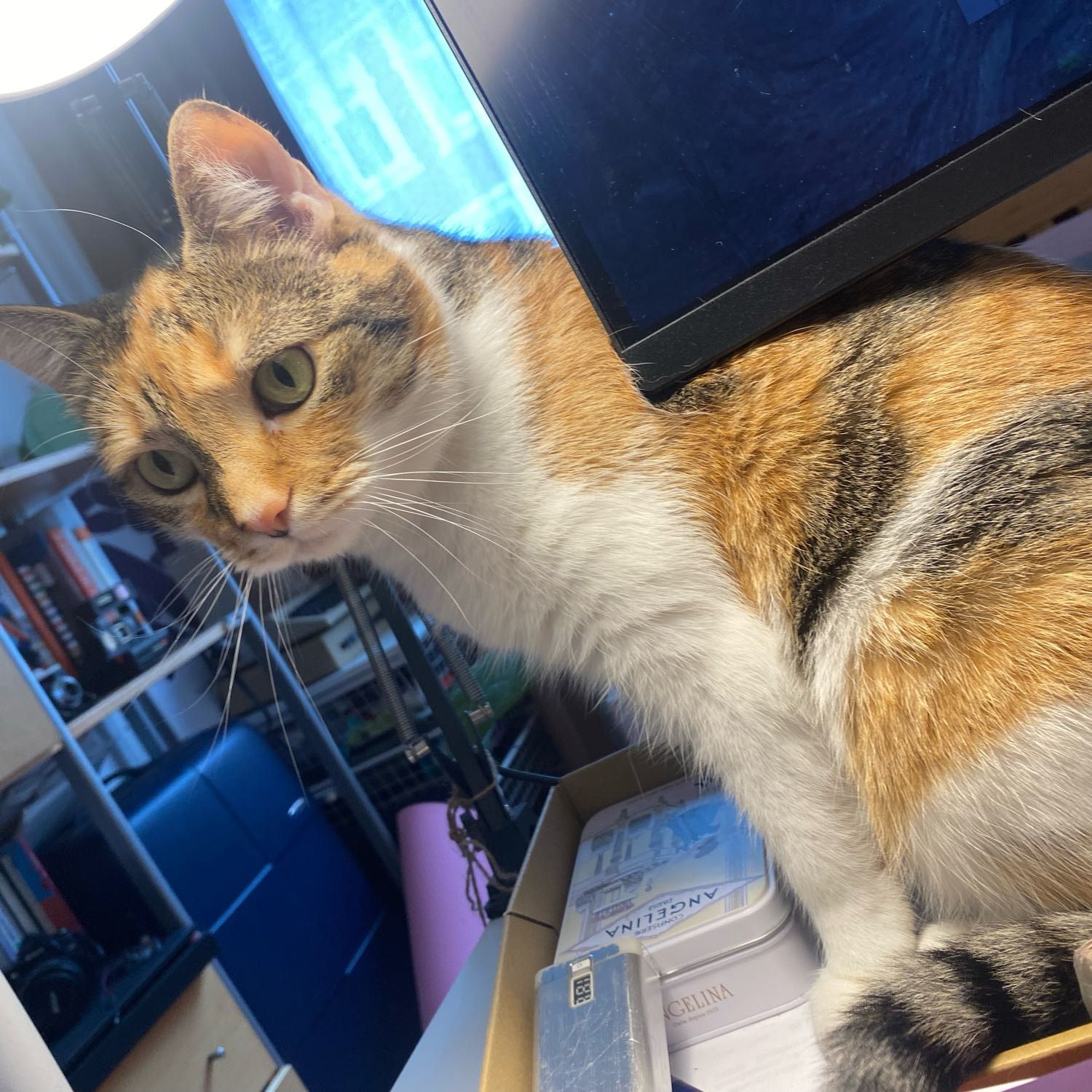 Portät von Porree, cat