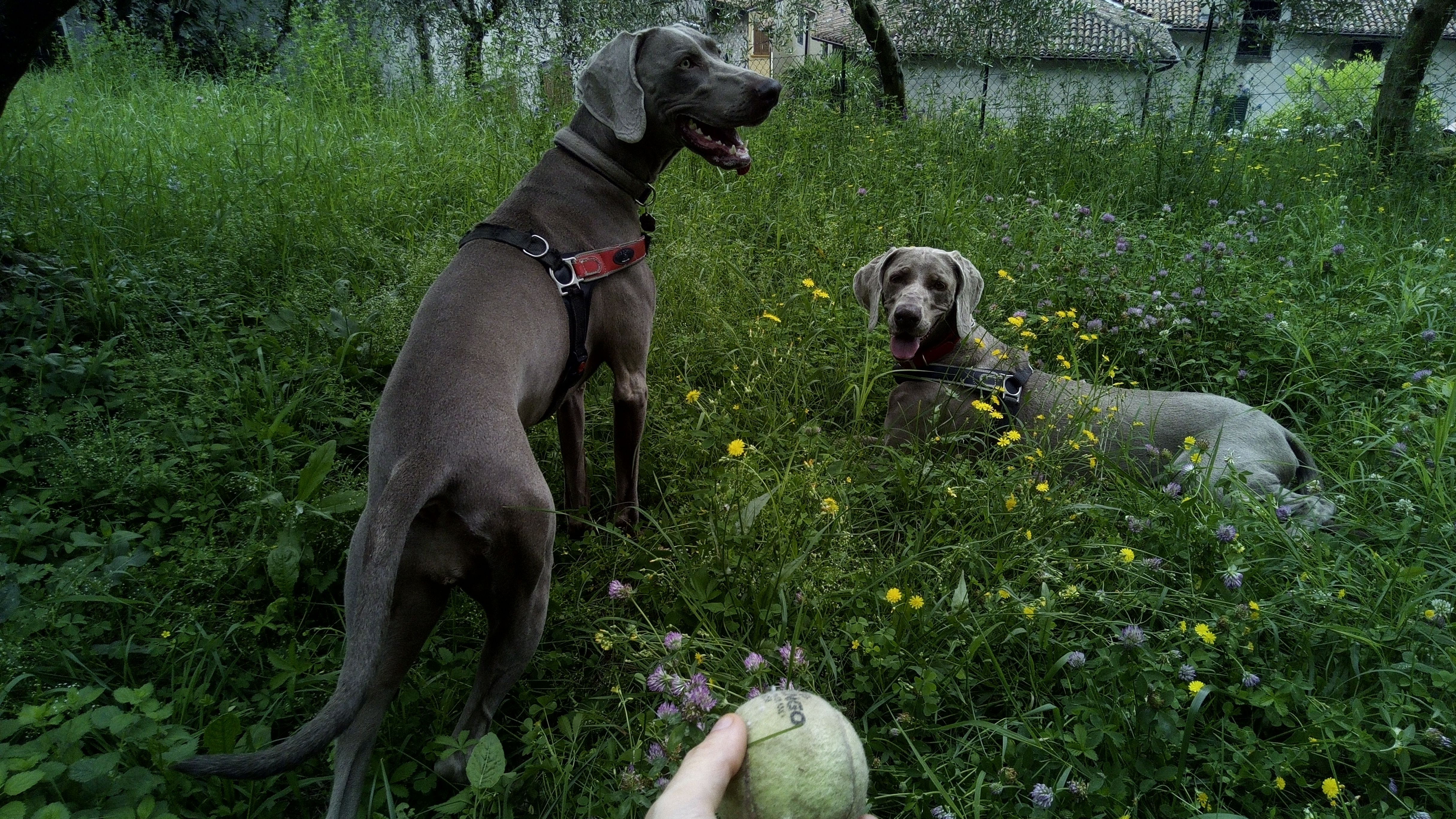 image-51