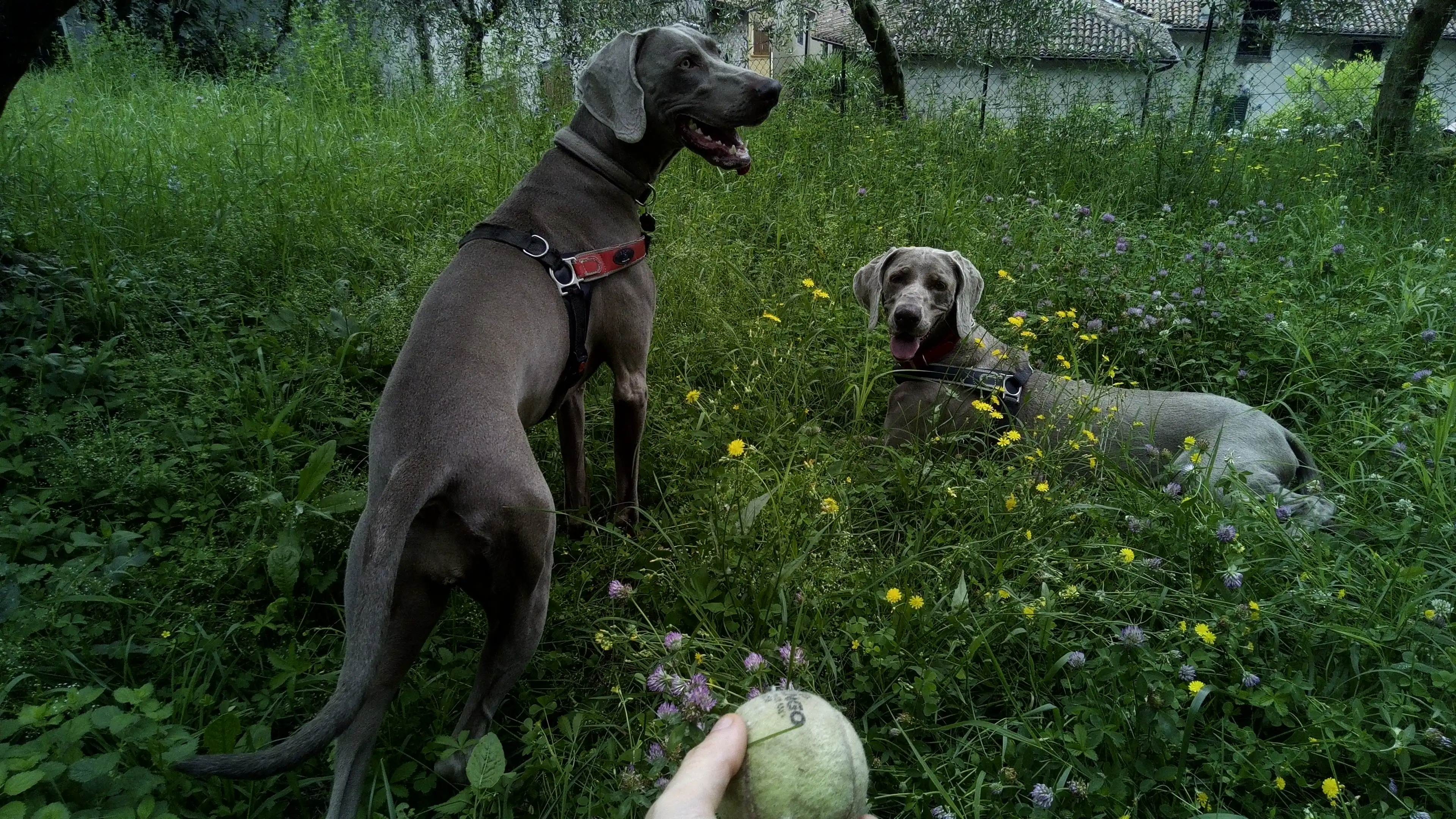 image-51