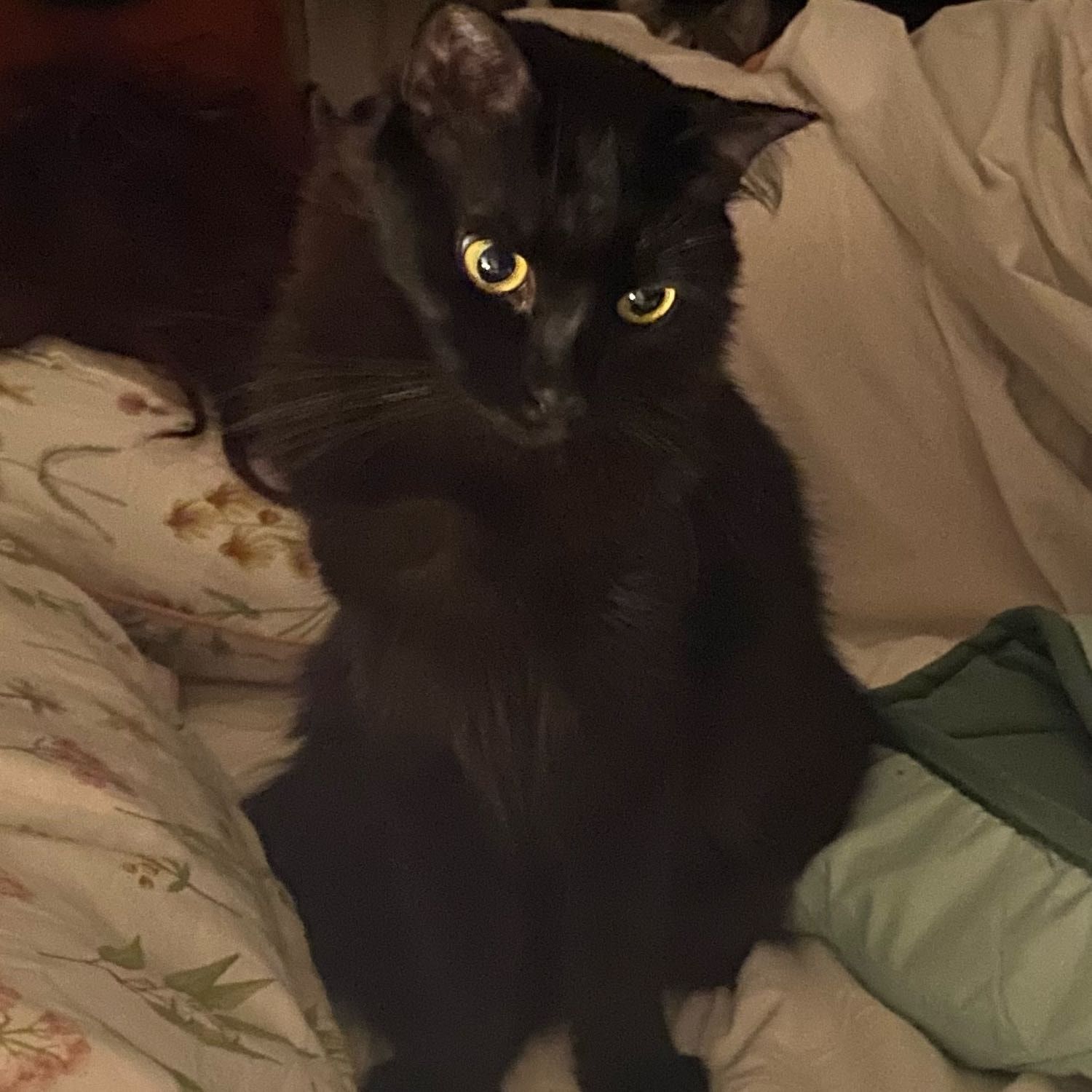 Foto di Circe, il cat