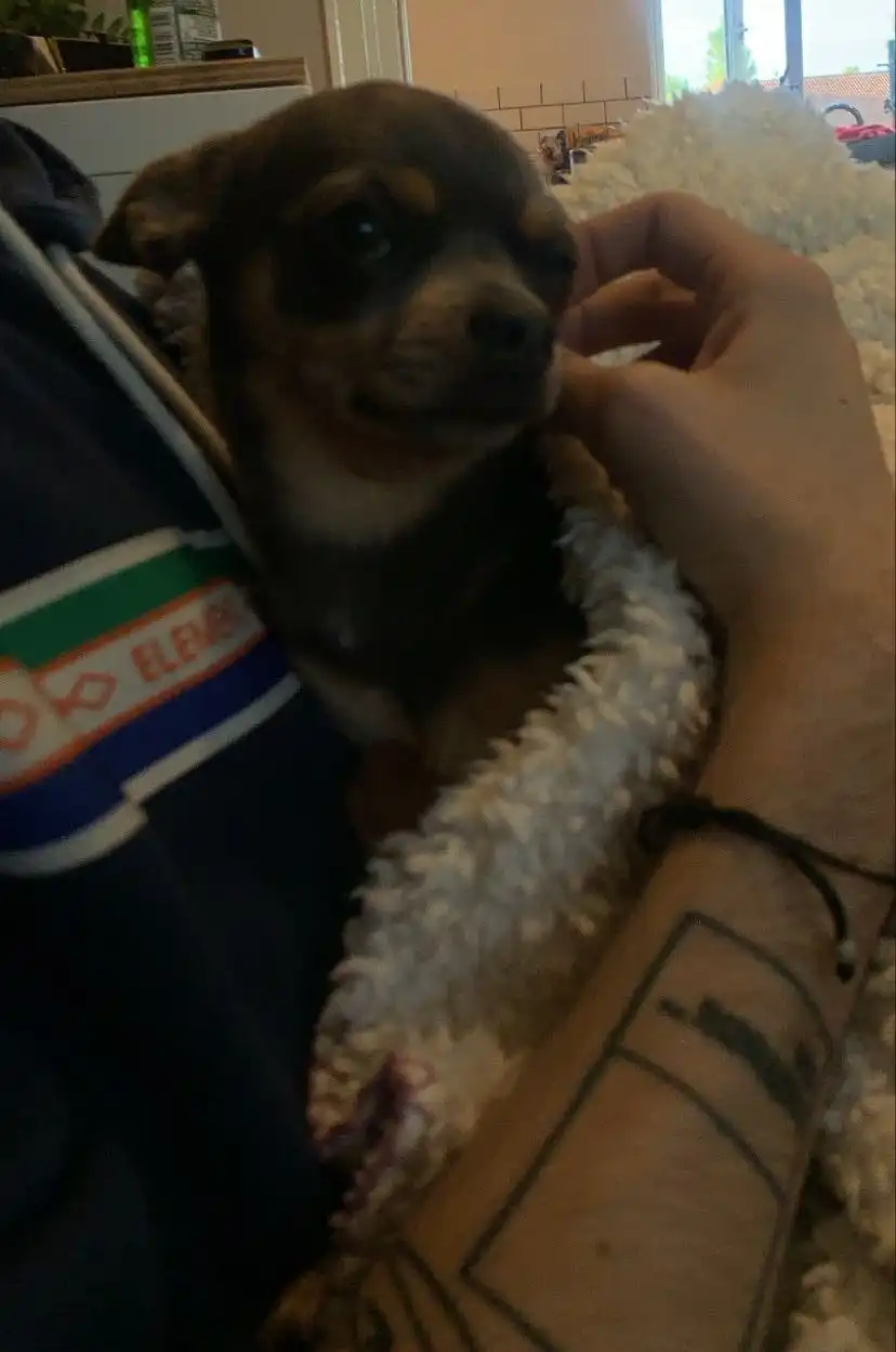 image-8