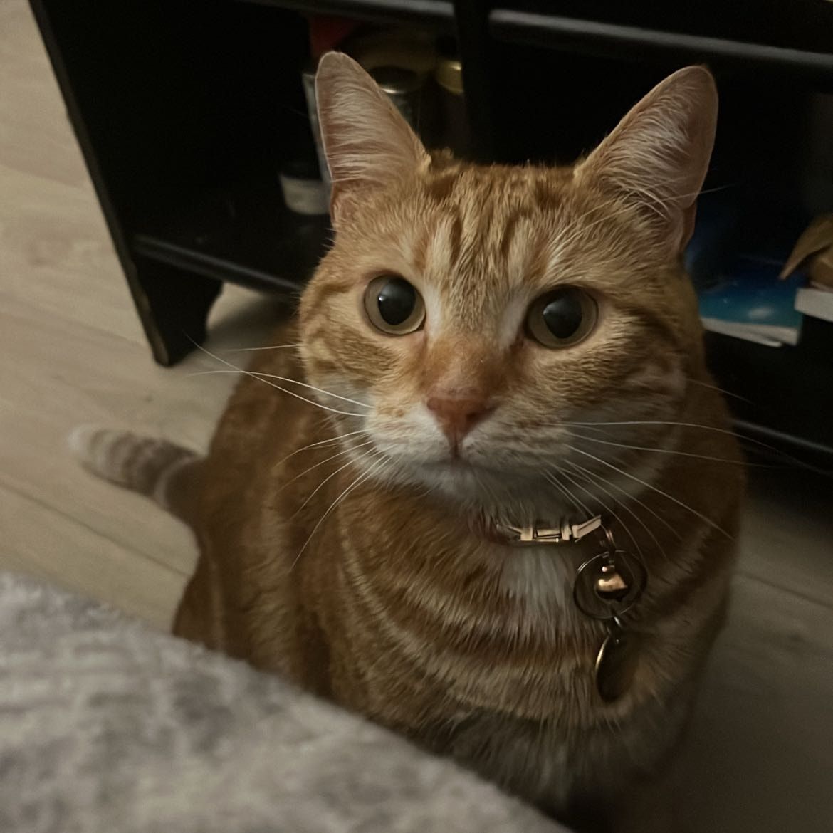 Portrait of Maki, the cat