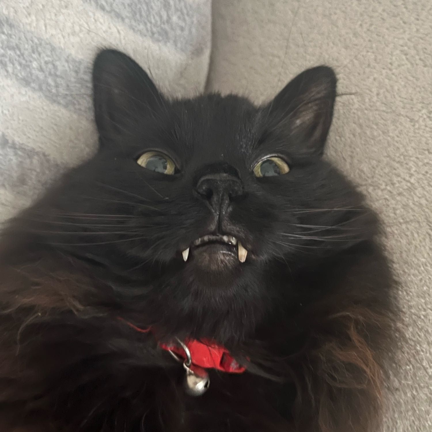 Portrait of Meeko, the cat