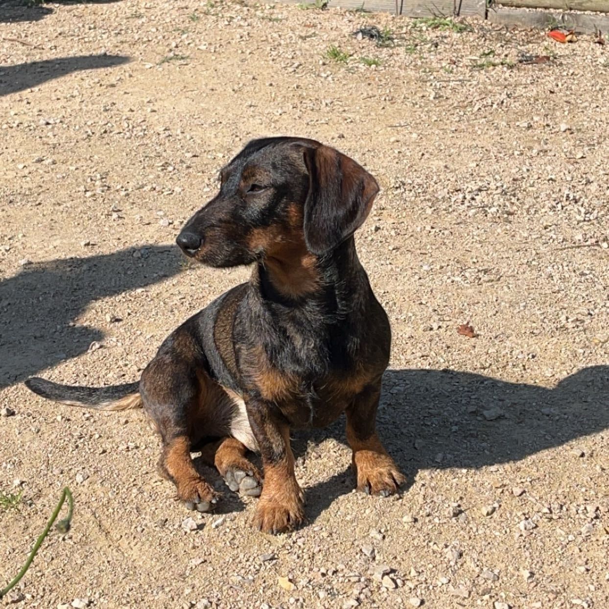 Portrait de knacki , la dog