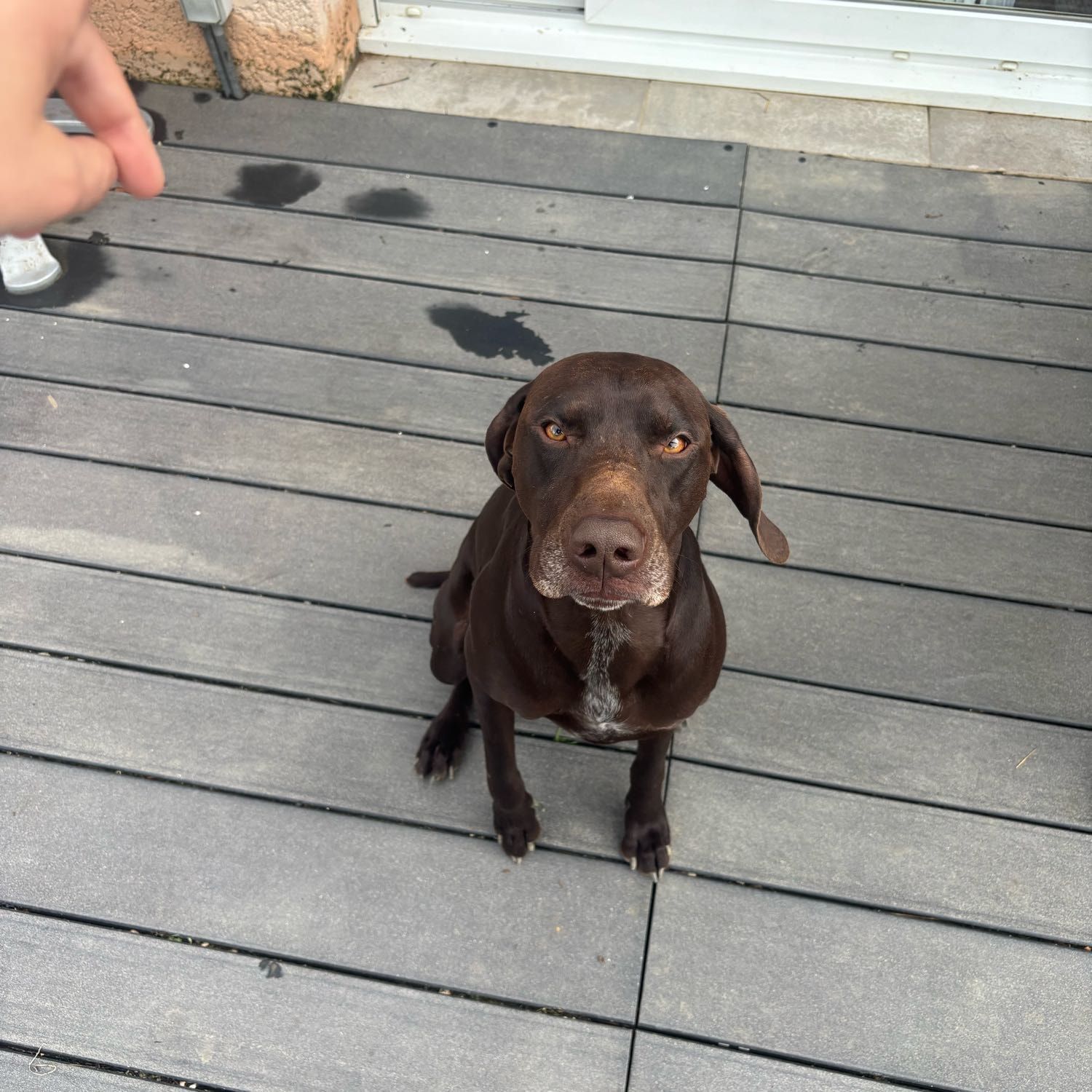 Portrait de Doui , la dog