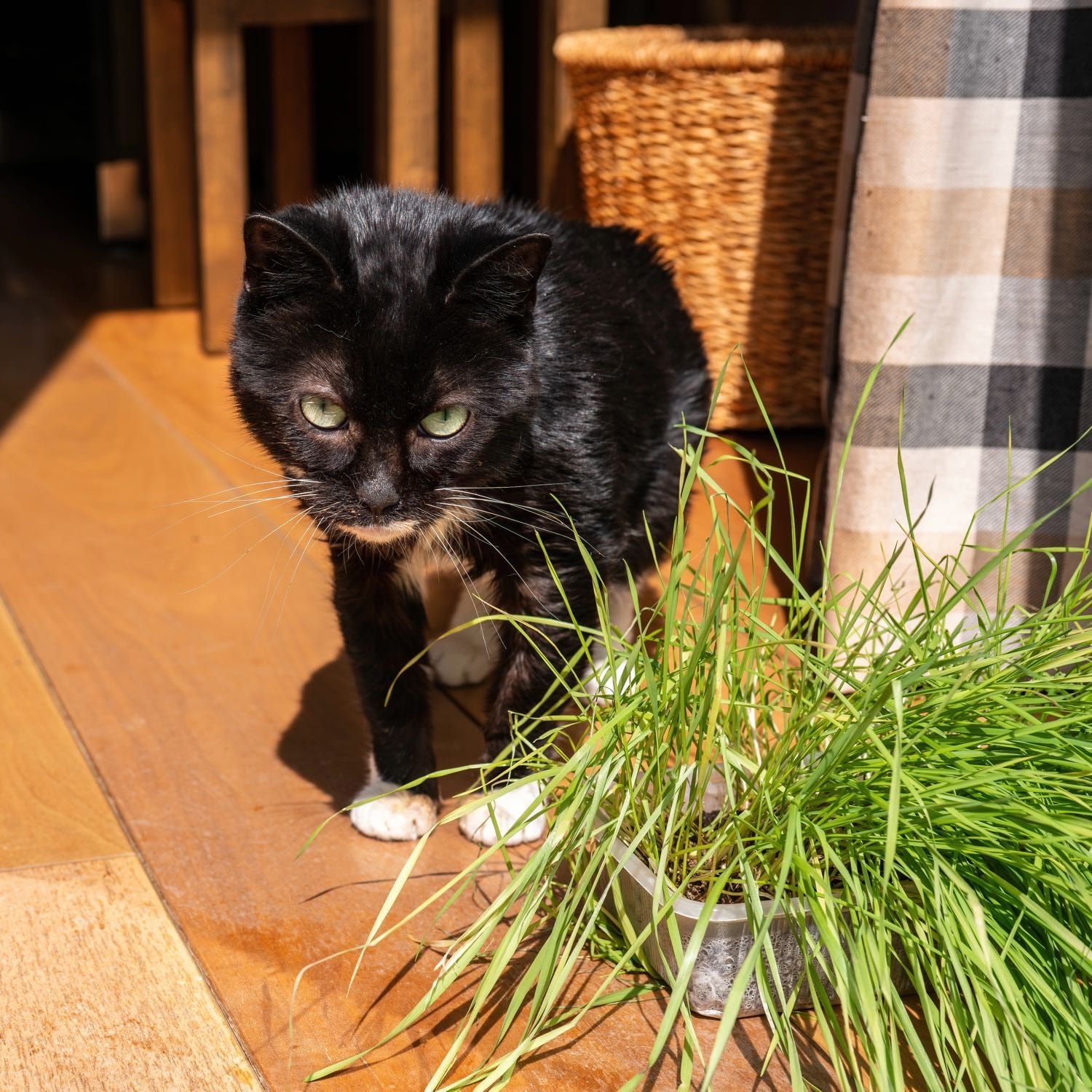 Portrait of Annabel, the cat
