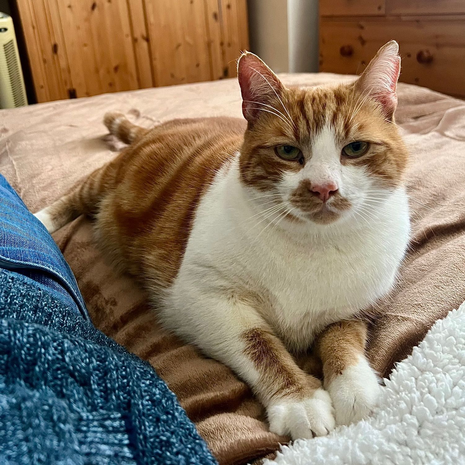 Portrait of Johnny, the cat