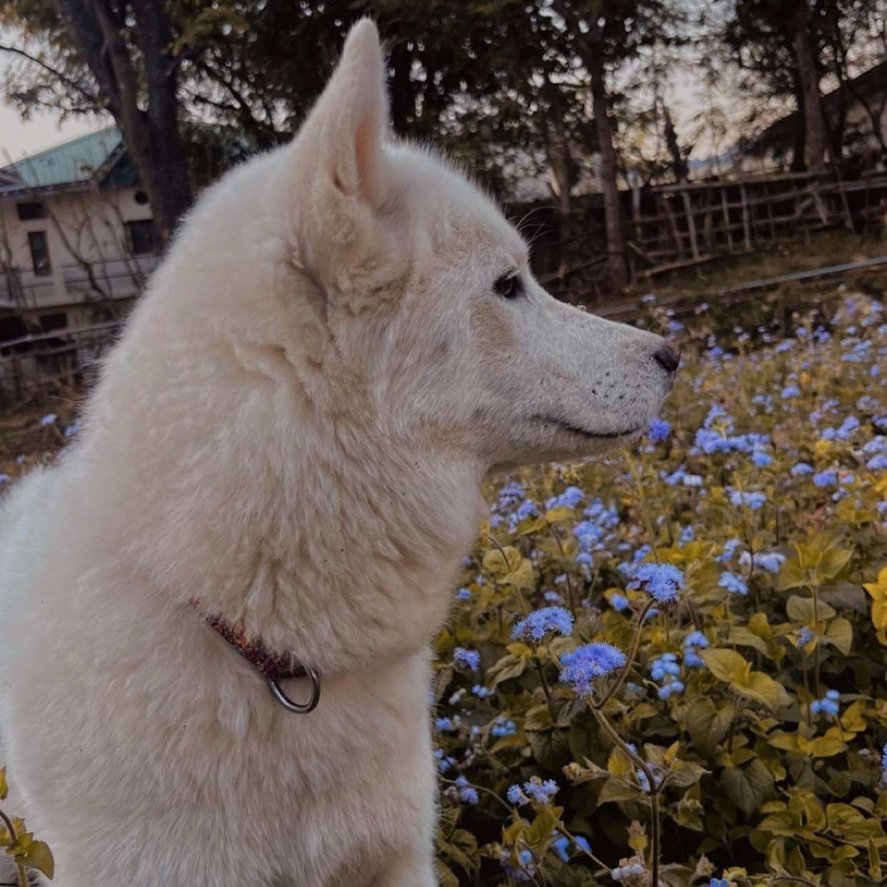 Portrait of lio, the dog