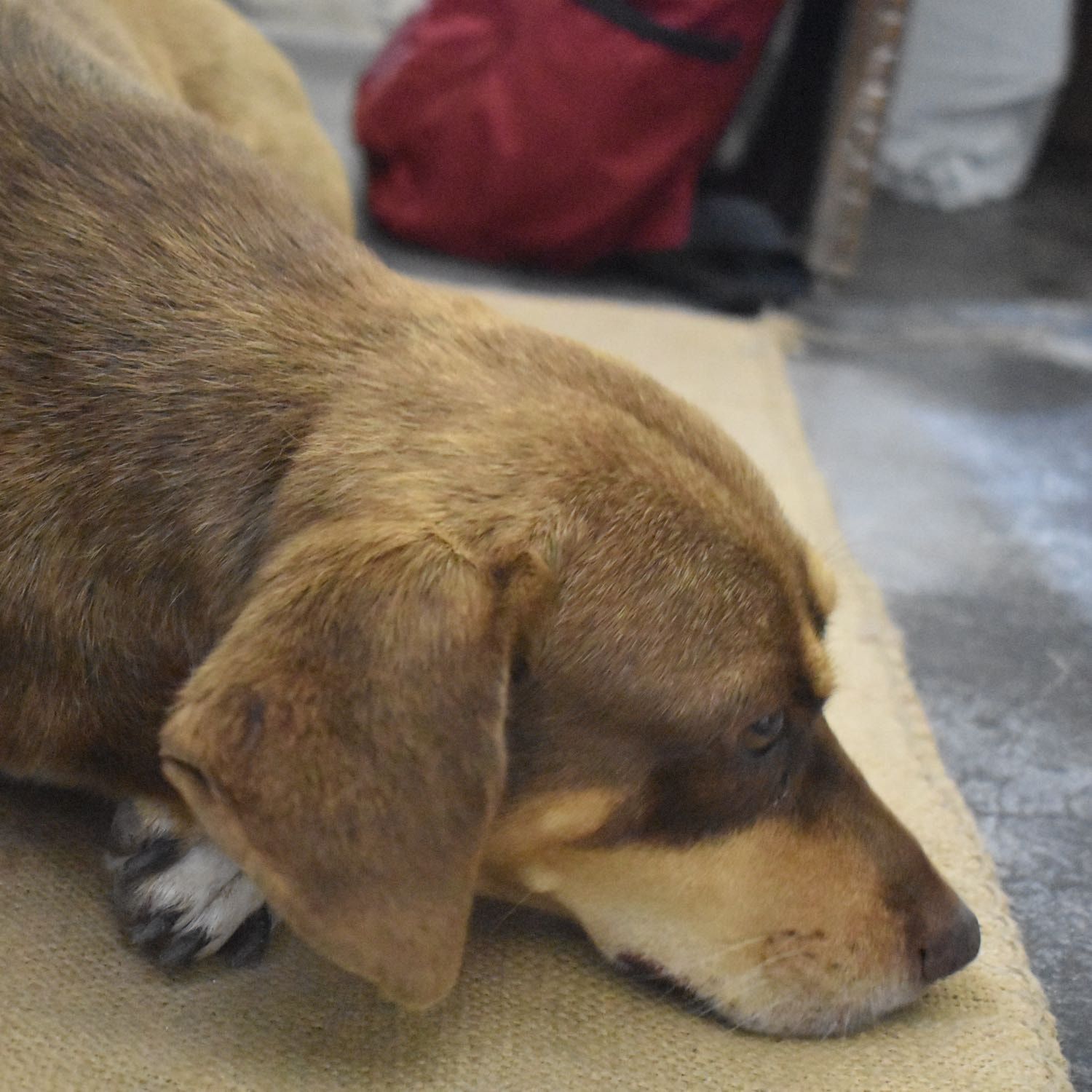 Portrait of Jeeny, the dog
