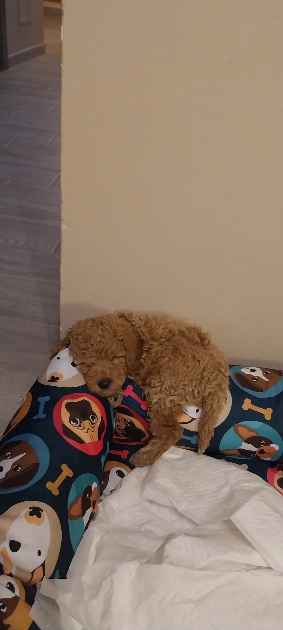 image-7