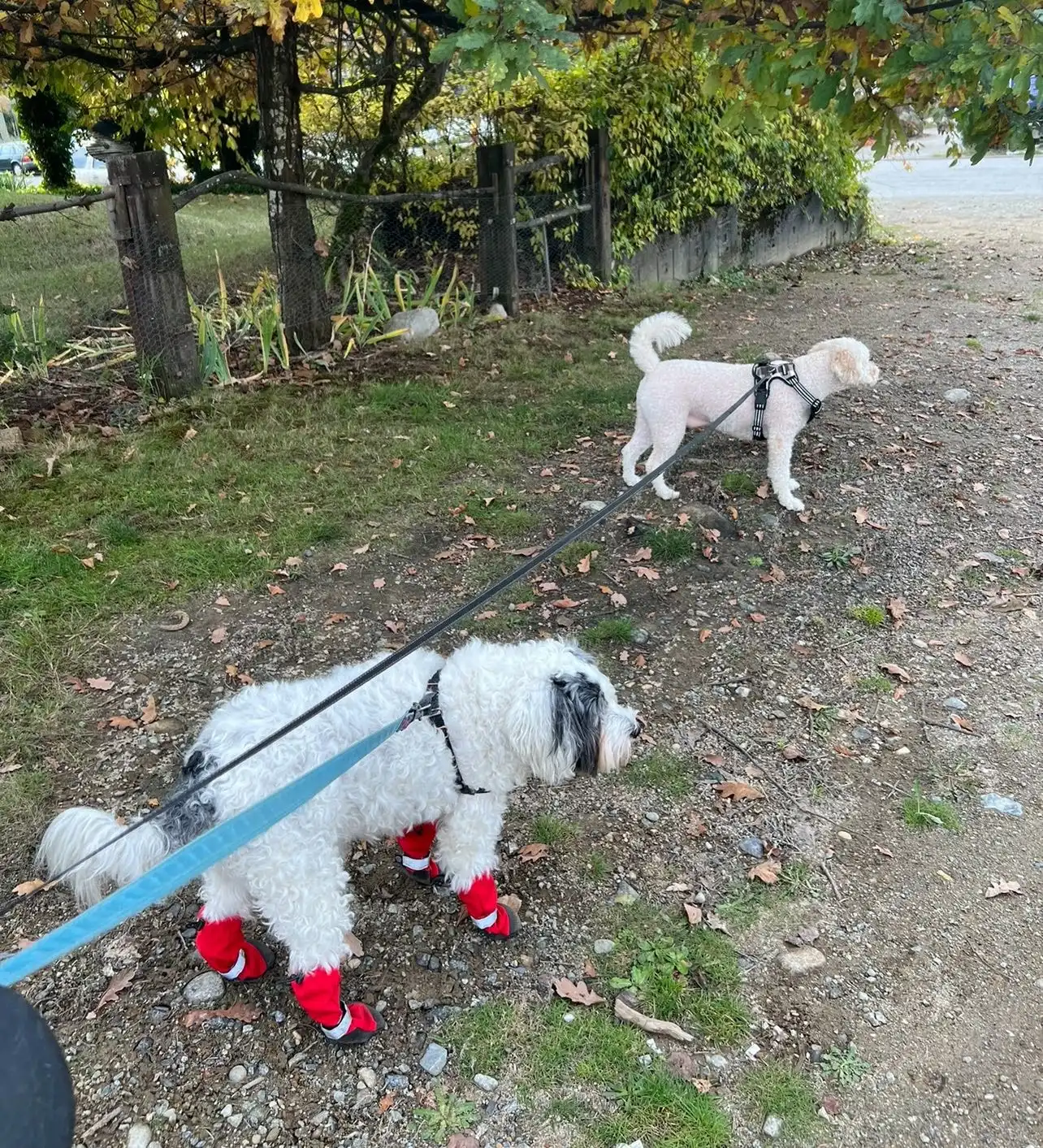image-18