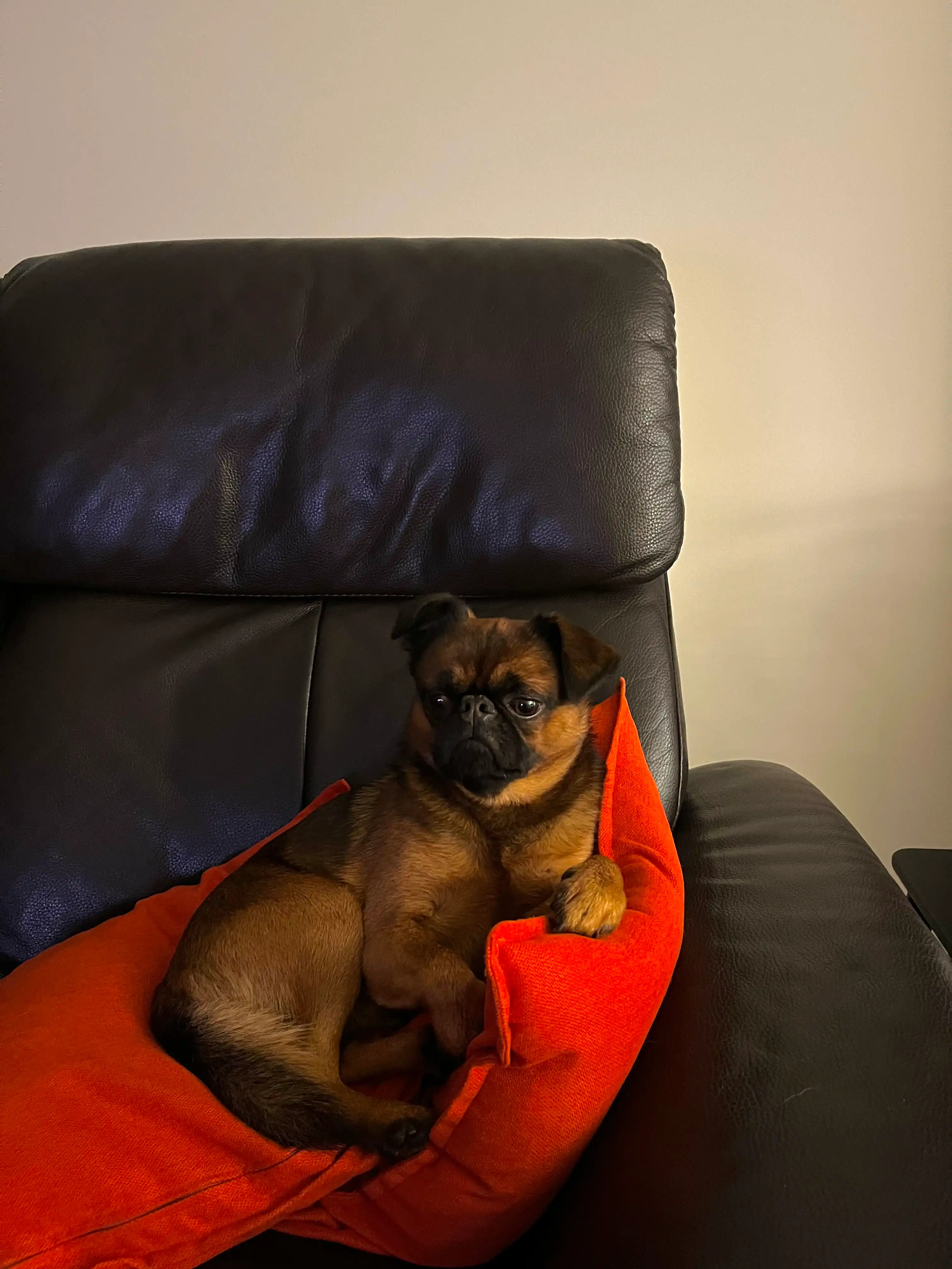 image-7