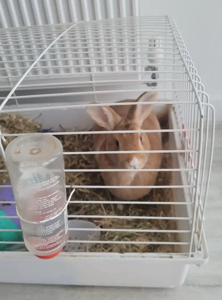 image-11