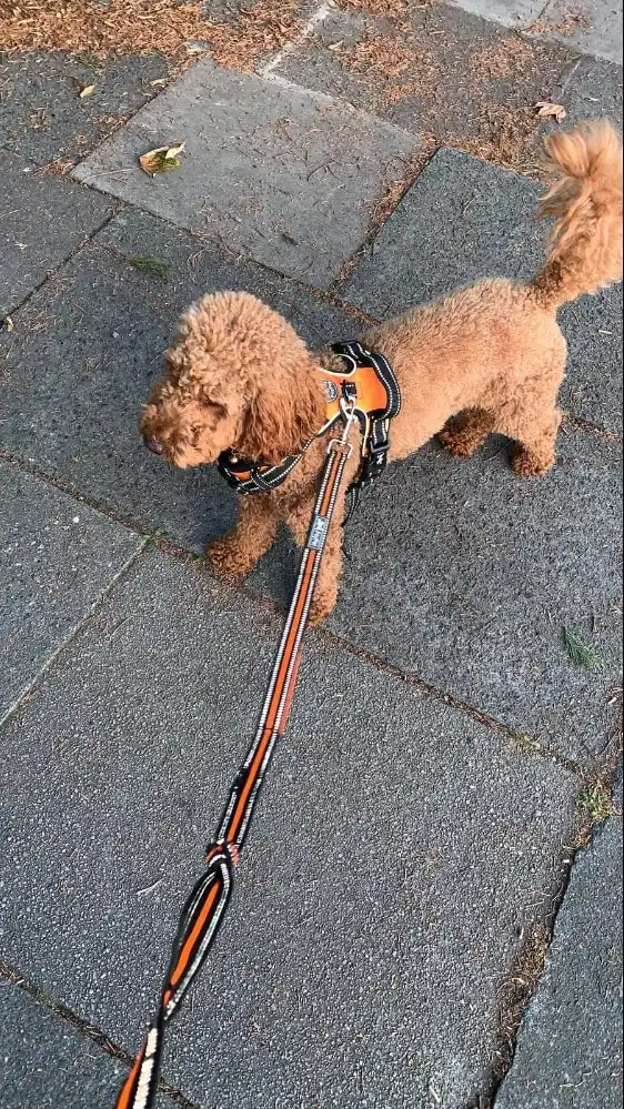image-17