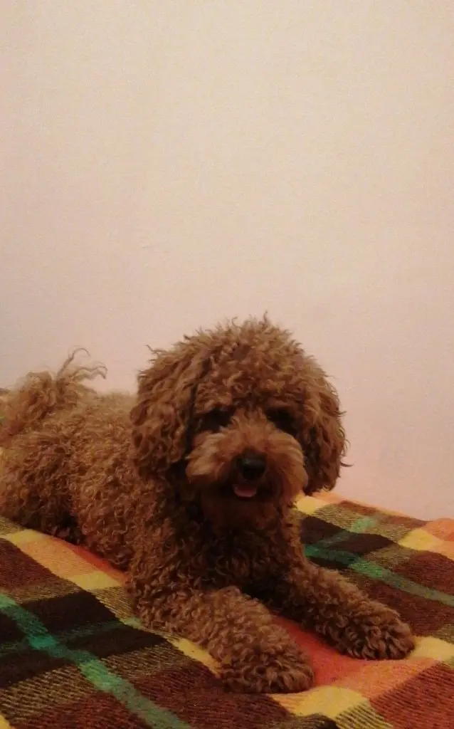 image-4