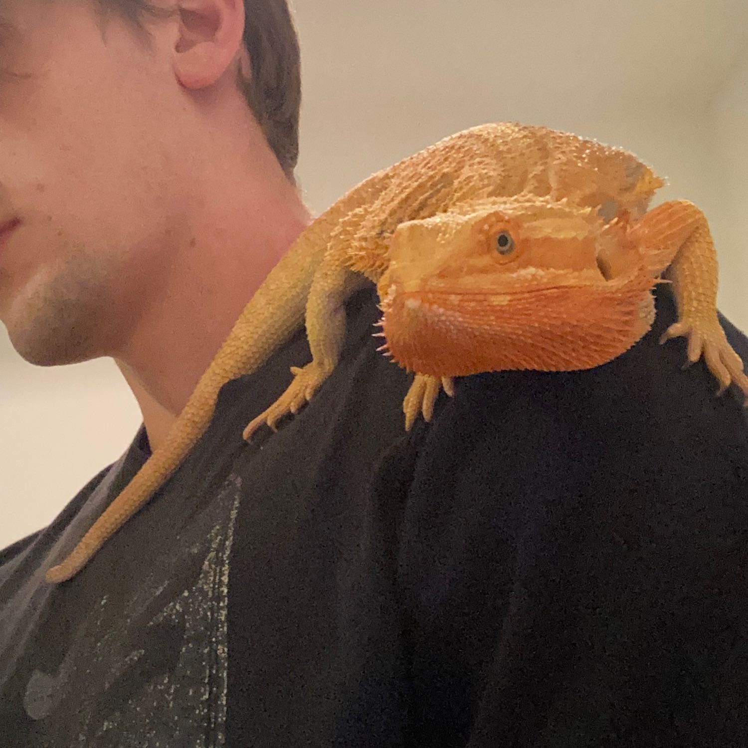 Portrait de Tropius, la reptile