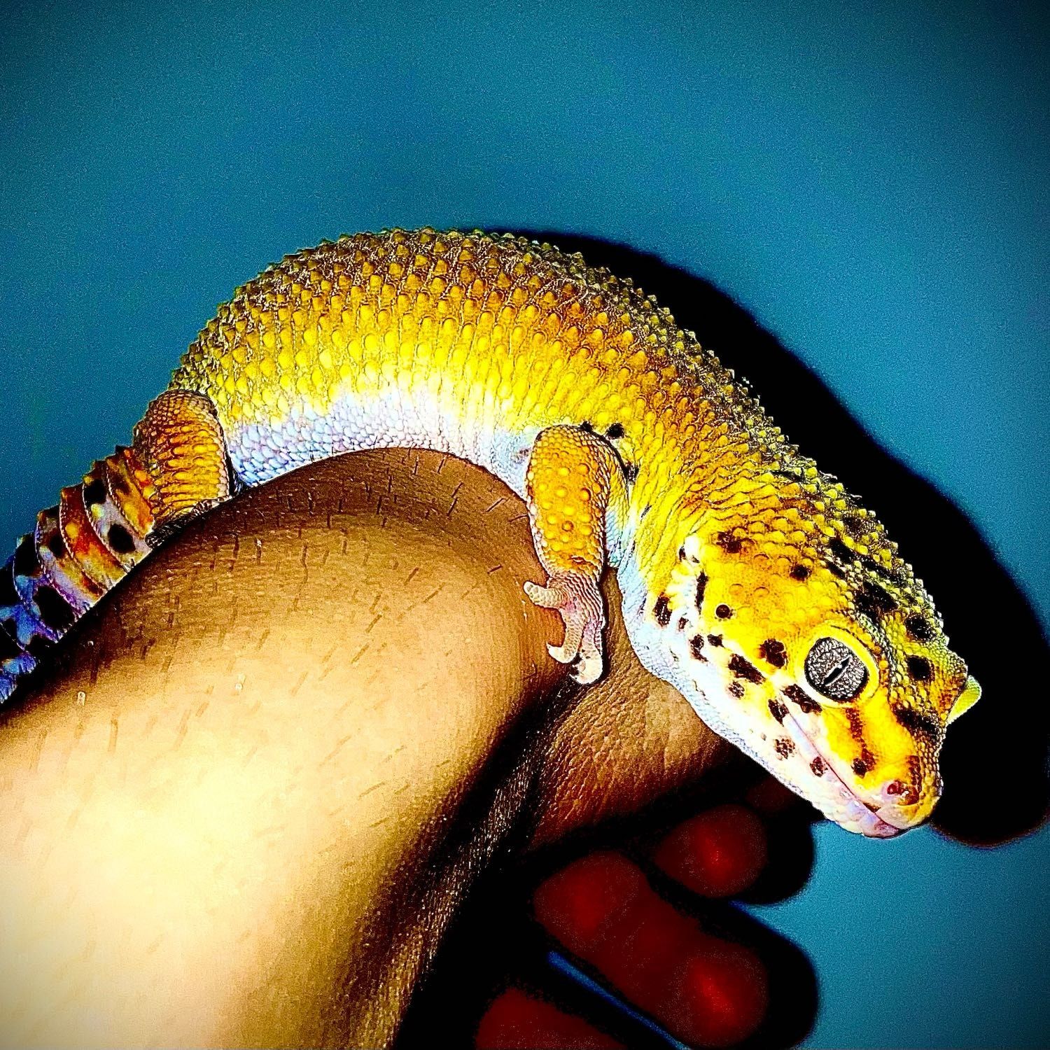 Portrait de Pam, la reptile