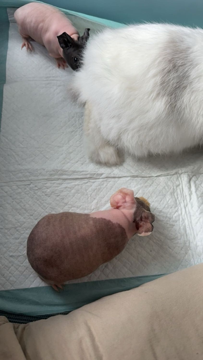 image-8