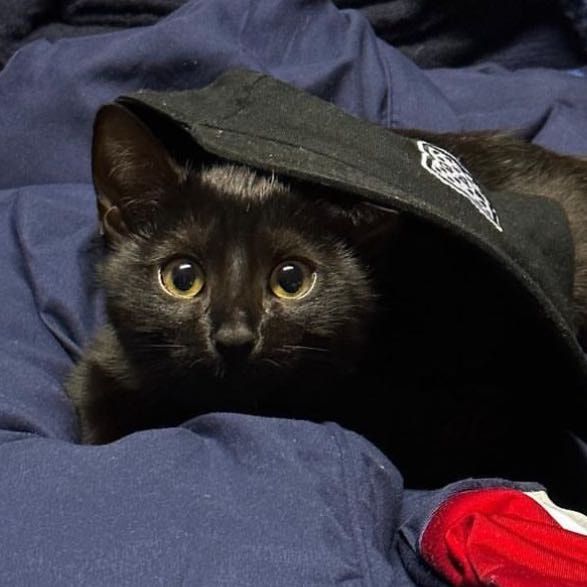 Foto di Mia, il cat