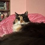 Portretfoto van Asufte, de cat