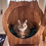 Portretfoto van Yollu, de cat