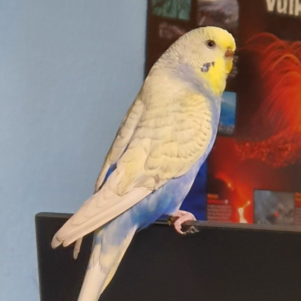Portät von Die Welli-Bande , bird