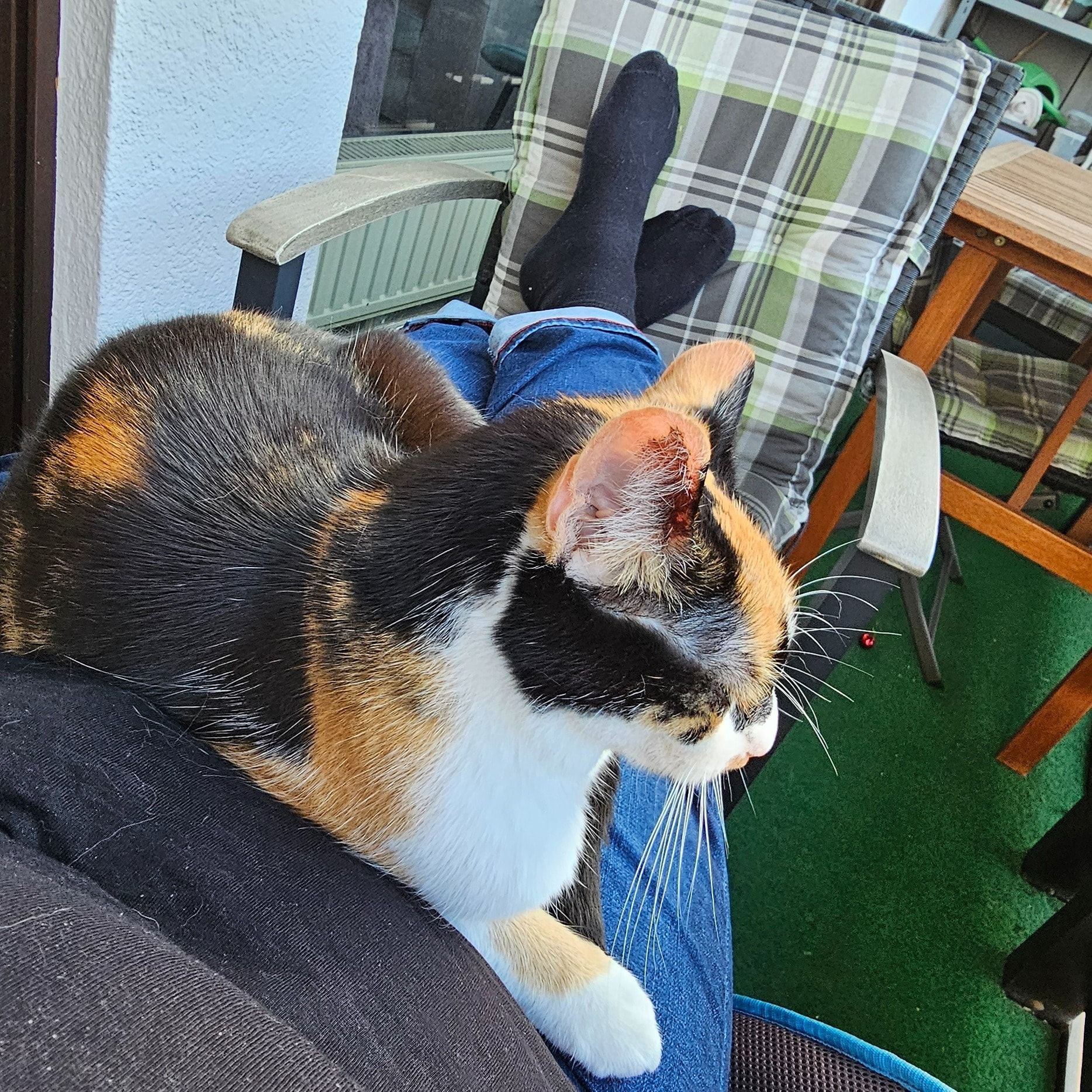 Portät von Aska, cat