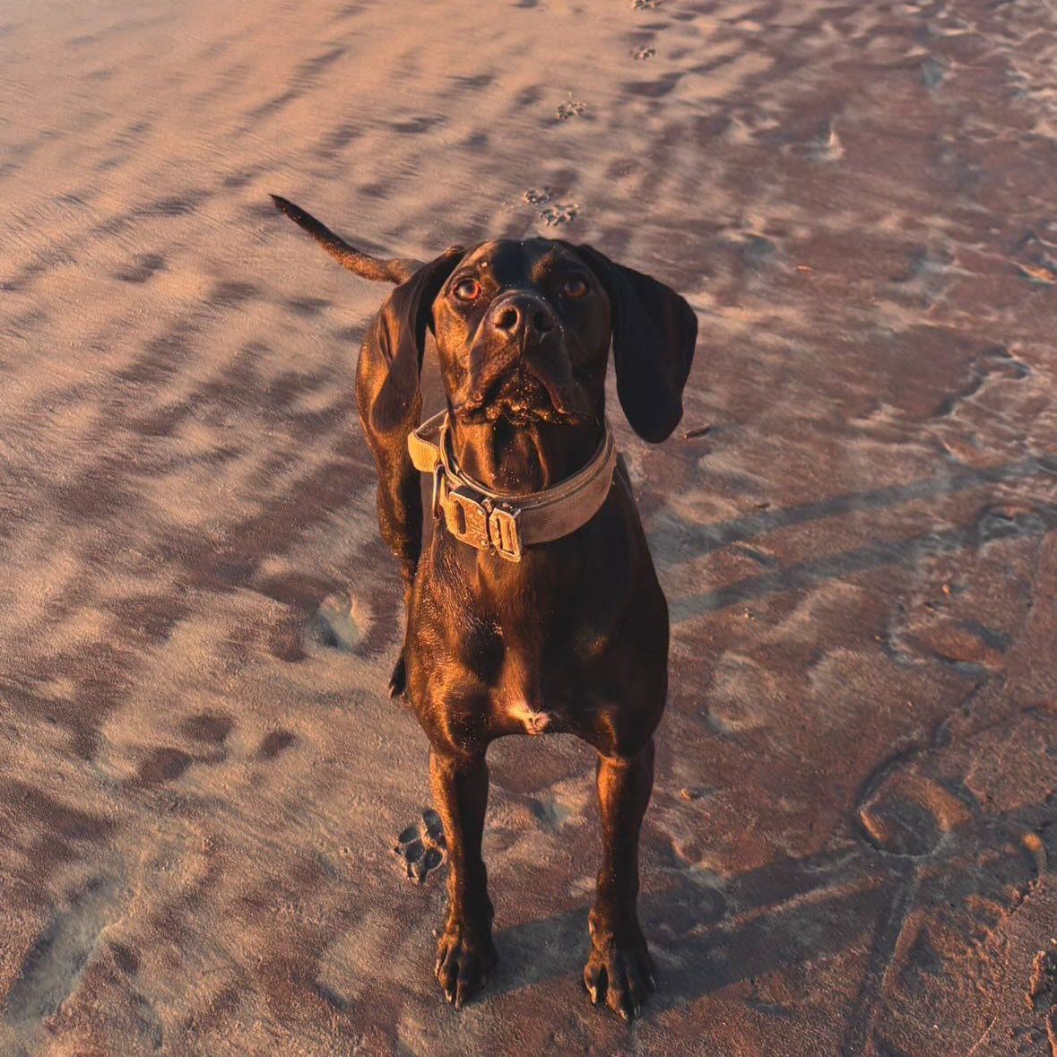 Portrait de Wicca, la dog