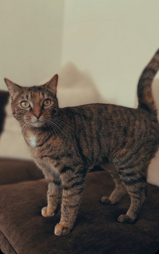 Portrait de Narcissa , la cat