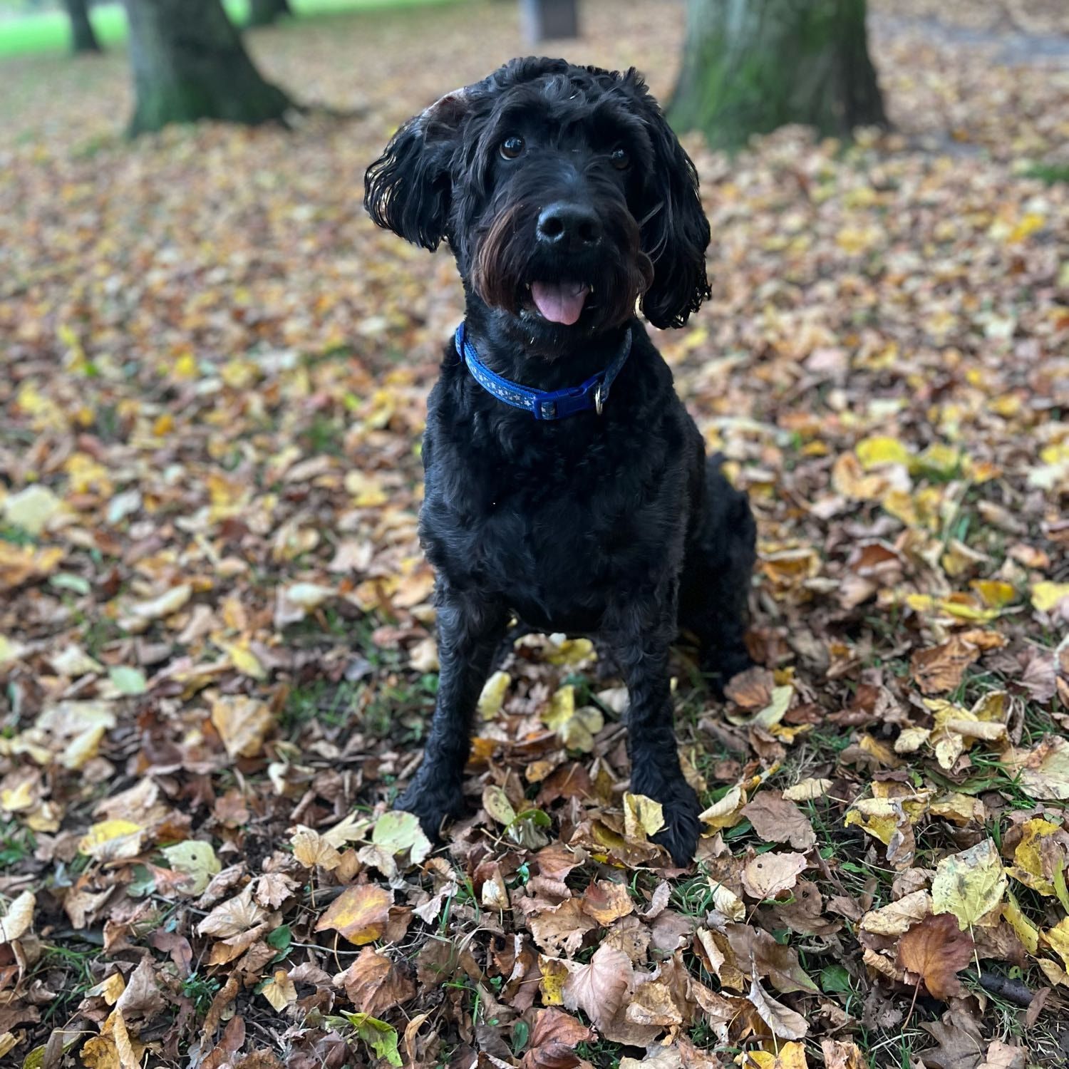 Portrait of Buzz, the dog