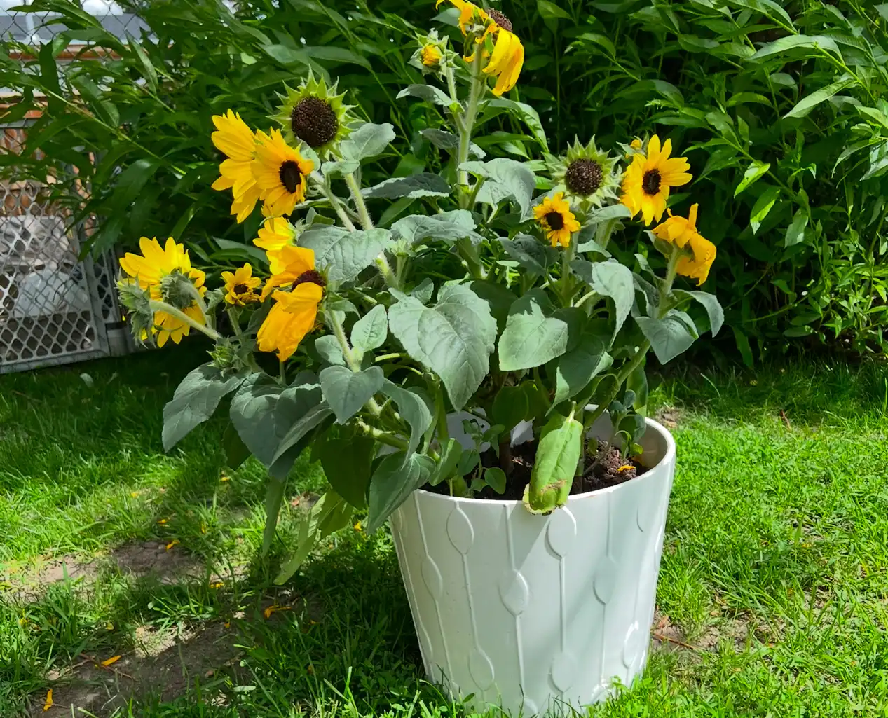 image-16