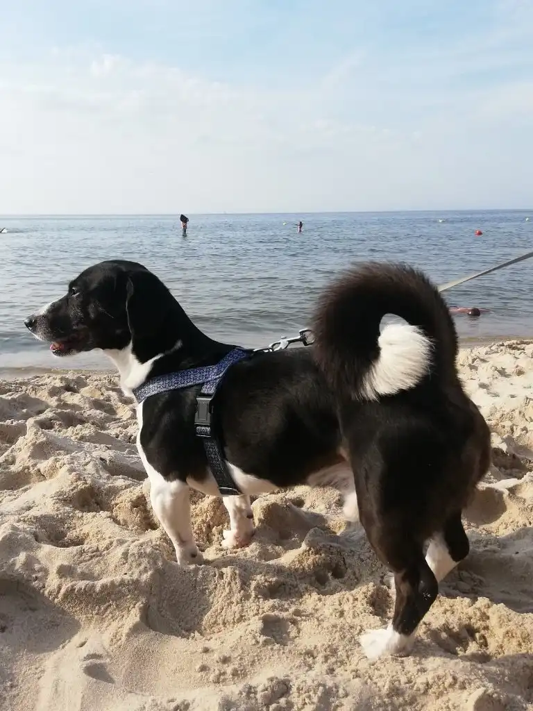 image-9