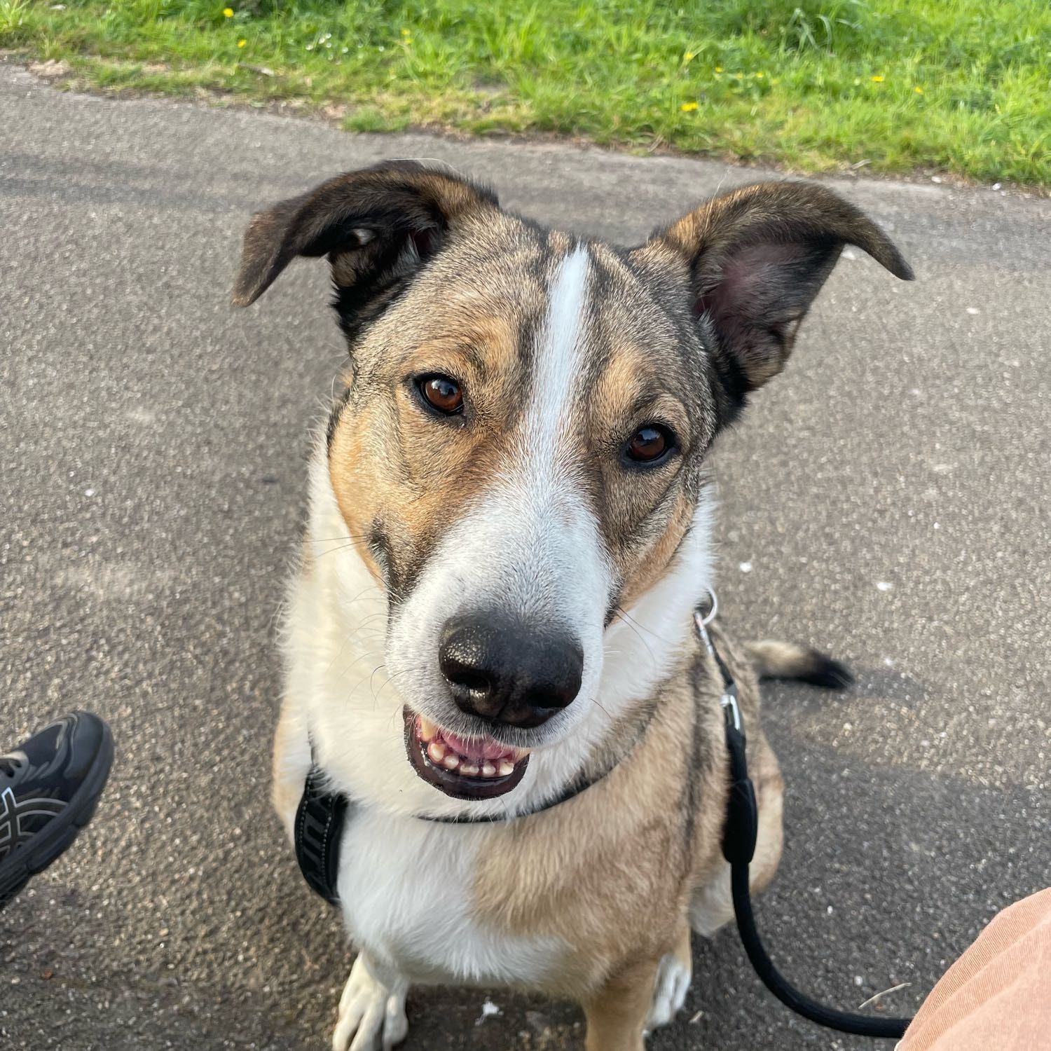 Portretfoto van Leo, de dog