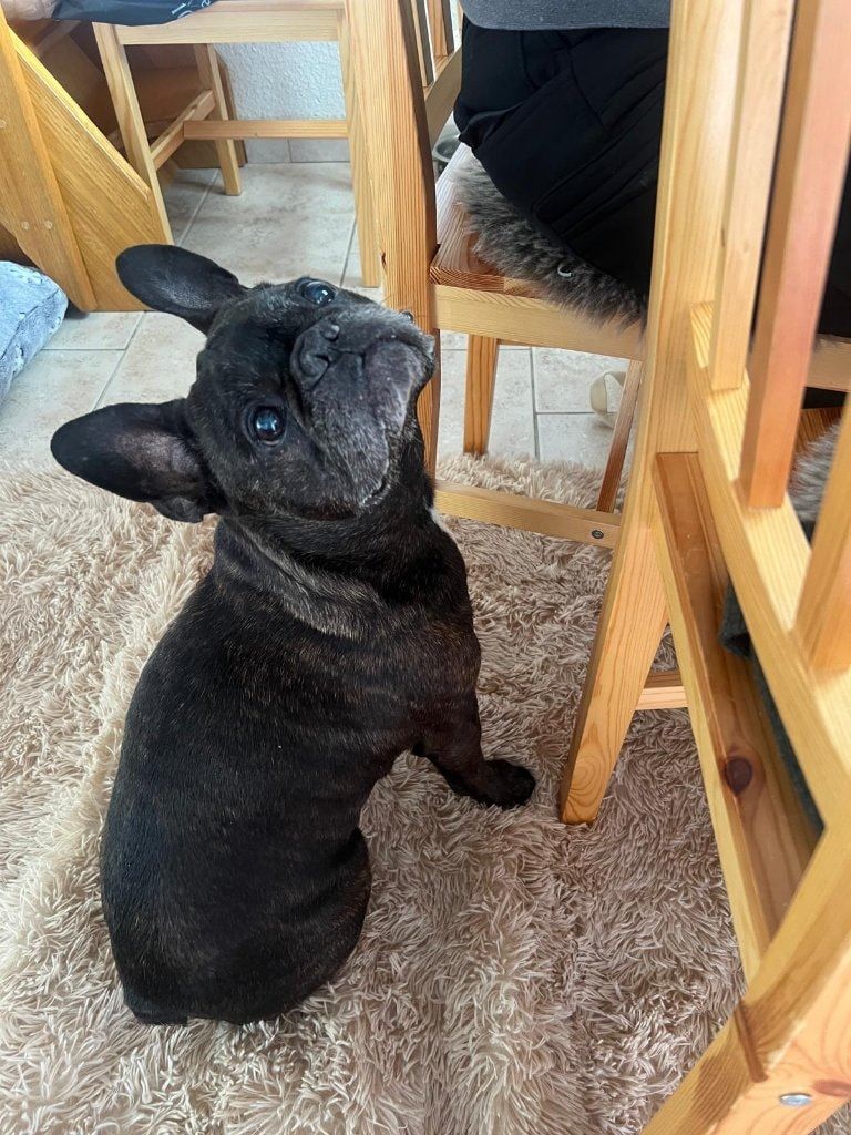 Portrait de Hermes, la dog