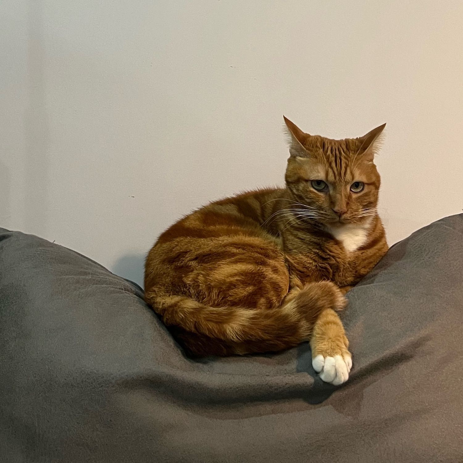 Portät von mimia, cat