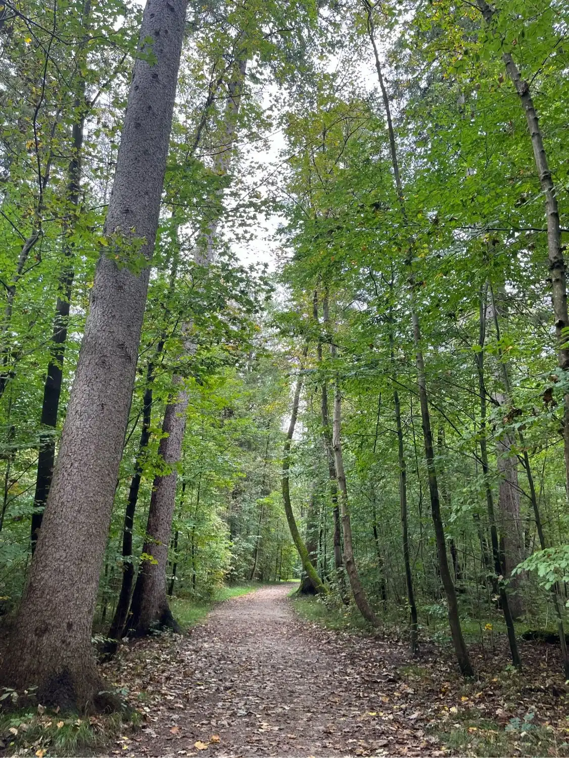 image-11