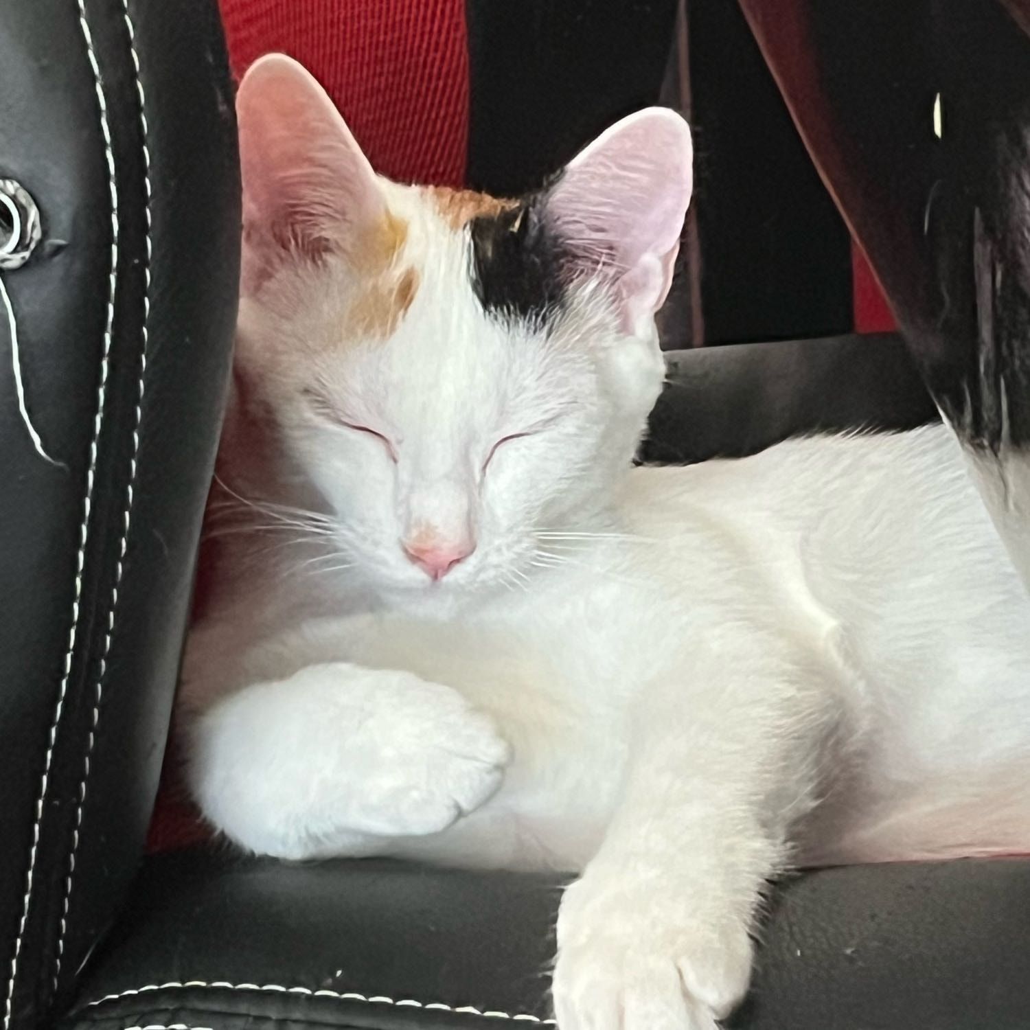 Portrait de  Tabie , la cat