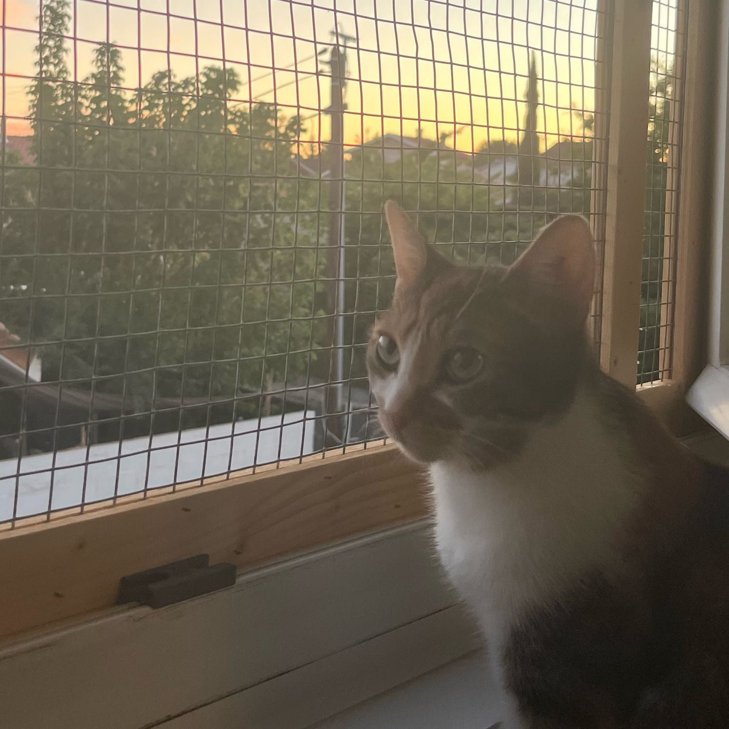 Portrait de Sally, la cat