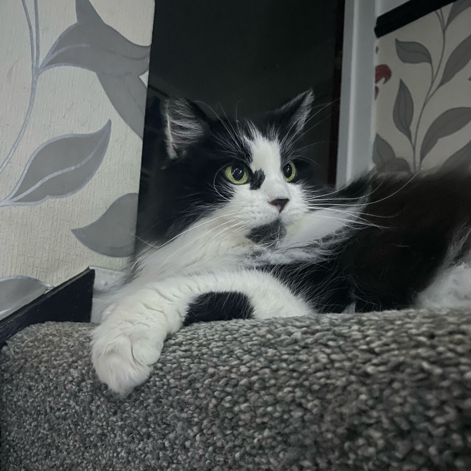 Portrait of Fluffy, the cat