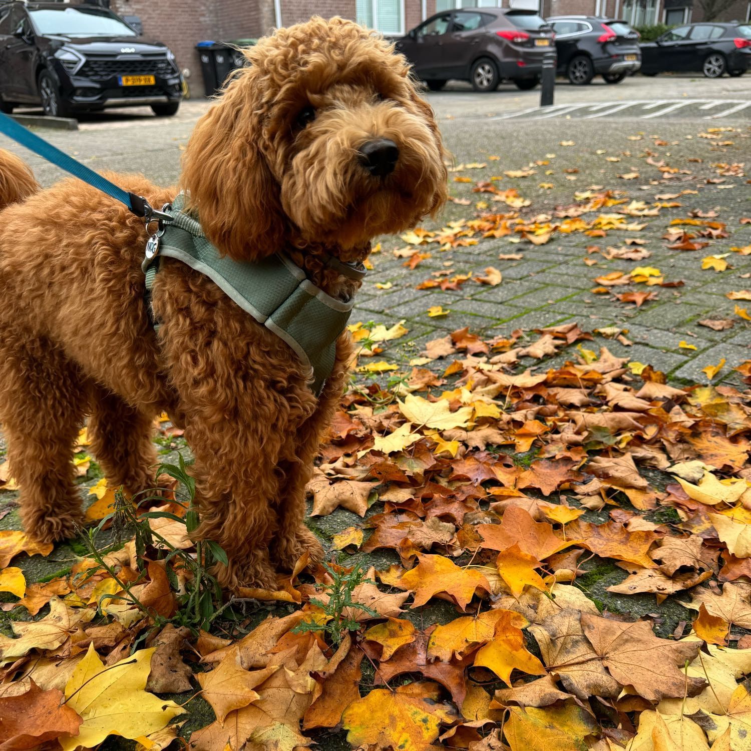 Portretfoto van toffee, de dog