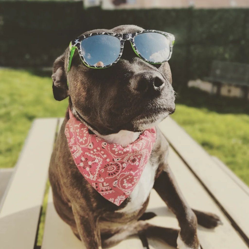 Portrait de Nala, la dog