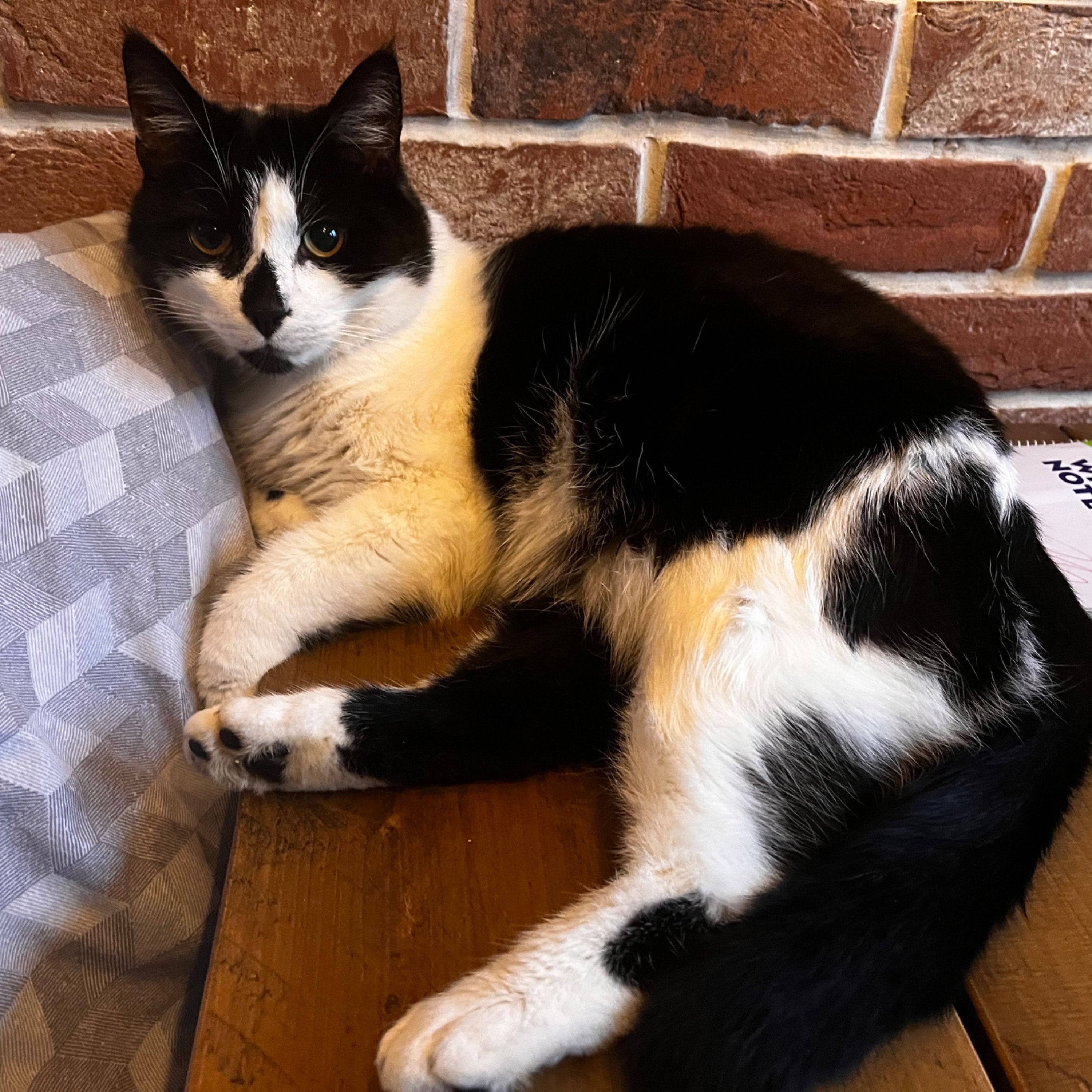 Portrait of Bromley, the cat